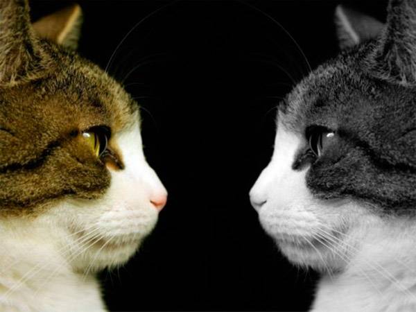 Котики смотрят друг на друга